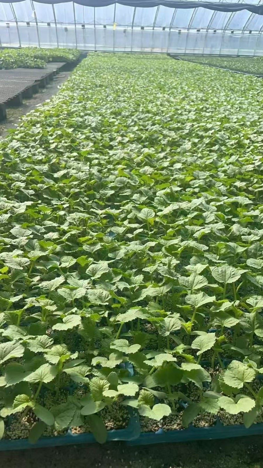 Widely Popular Nursery Seeding Line price